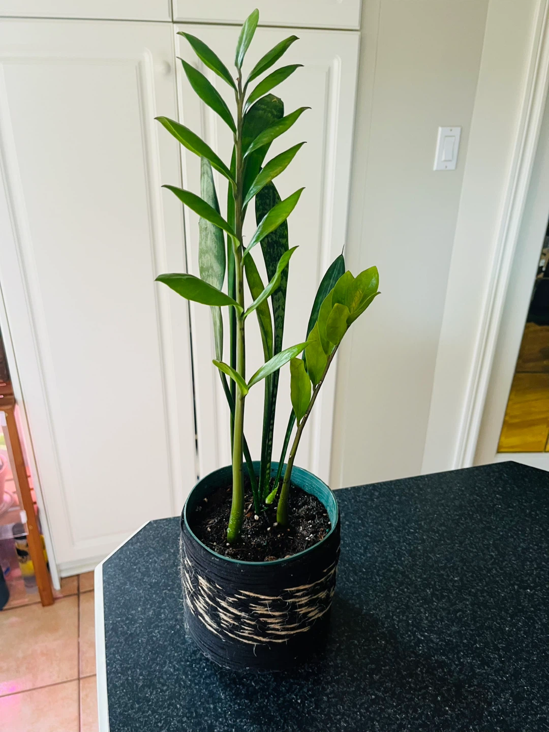 2-in-1 Zamioculcas Zamiifolia ZZ w/ Snake Plant in pot