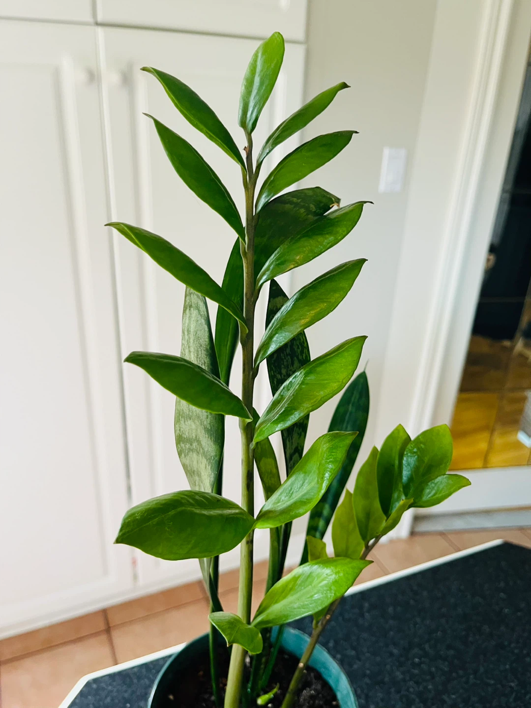 2-in-1 Zamioculcas Zamiifolia ZZ w/ Snake Plant in pot - photo 2