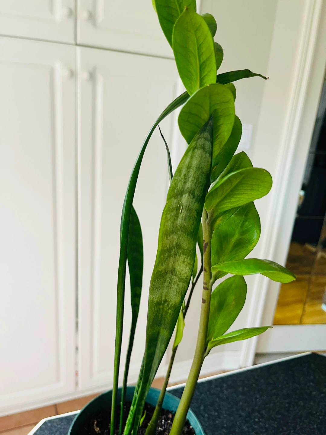 2-in-1 Zamioculcas Zamiifolia ZZ w/ Snake Plant in pot - photo 3