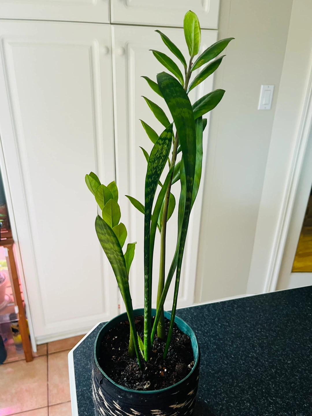 2-in-1 Zamioculcas Zamiifolia ZZ w/ Snake Plant in pot - photo 4