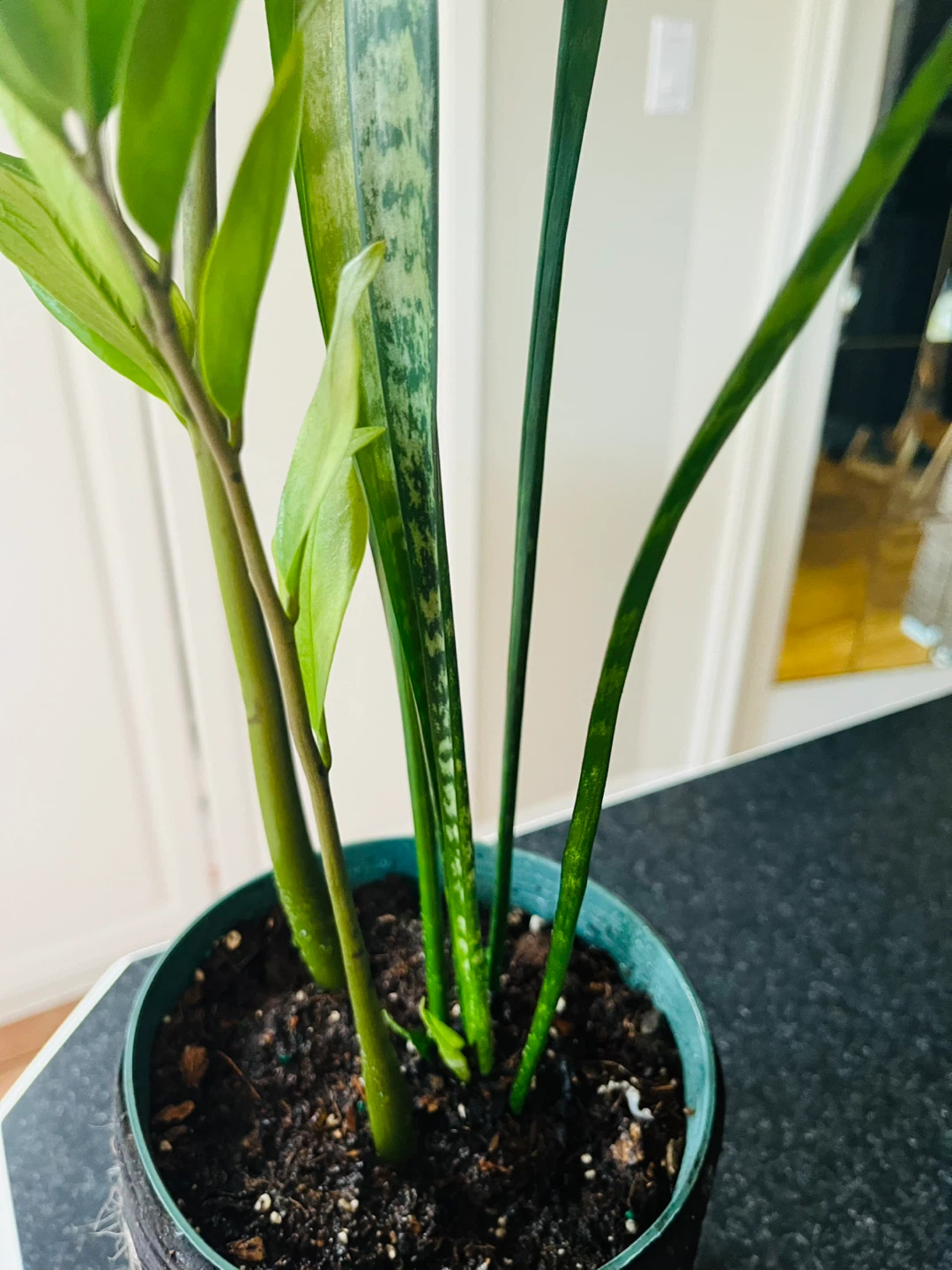 2-in-1 Zamioculcas Zamiifolia ZZ w/ Snake Plant in pot - photo 5