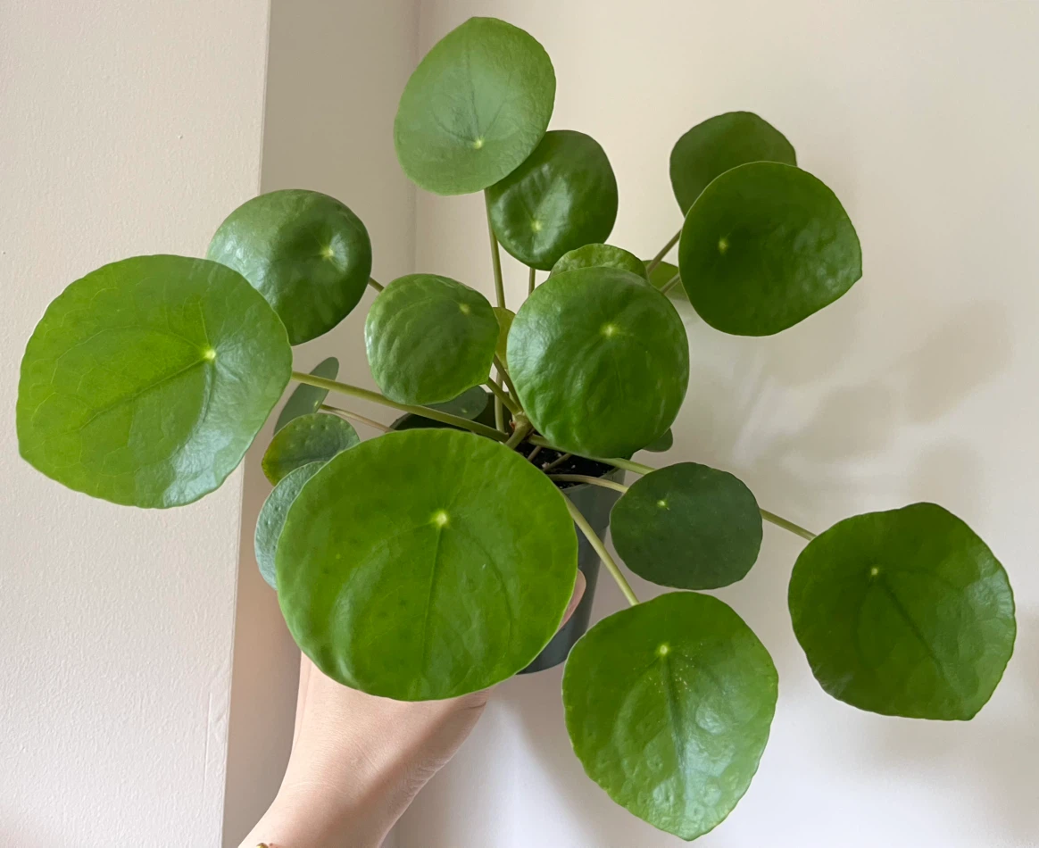 Pilea/Chinese money plant in 4” pot