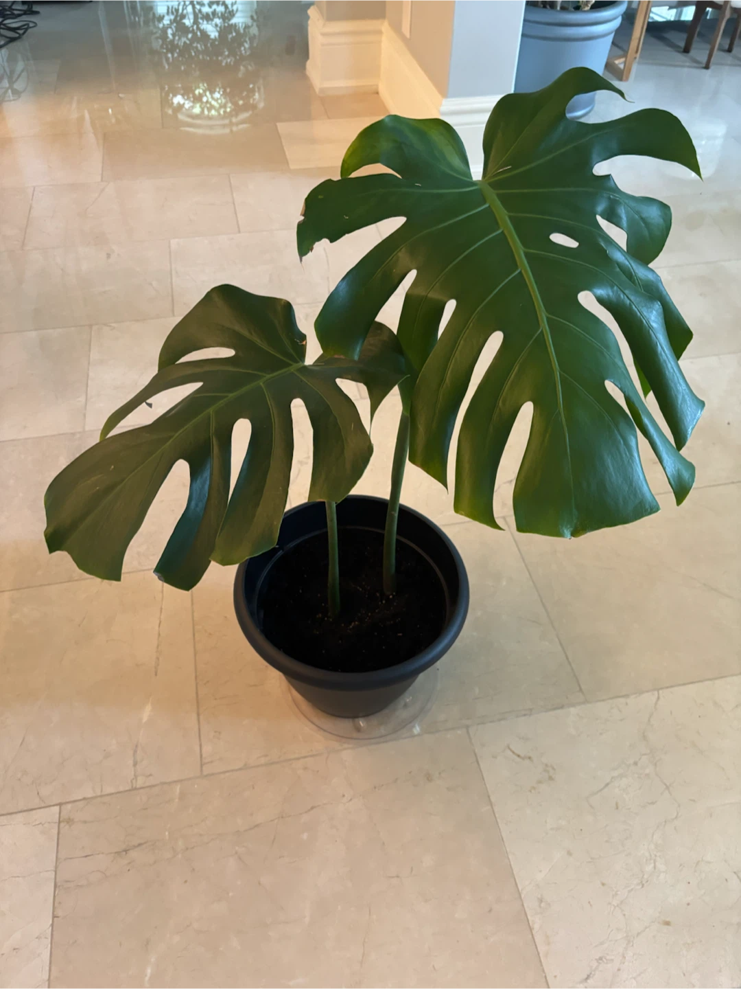 Monstera Plant in Pot