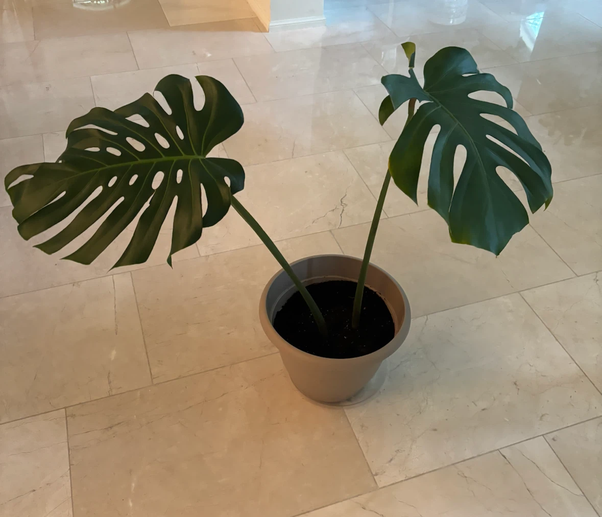 Monstera Plant in Pot - photo 2