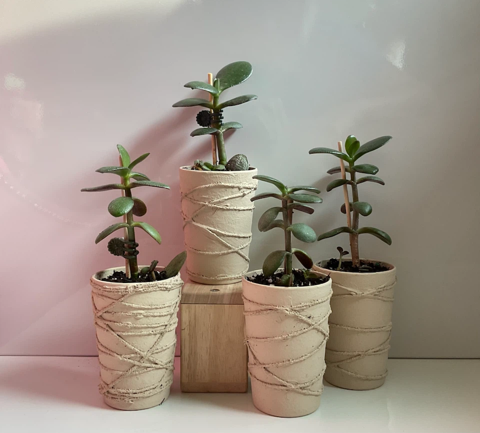 Potted Jade Plants