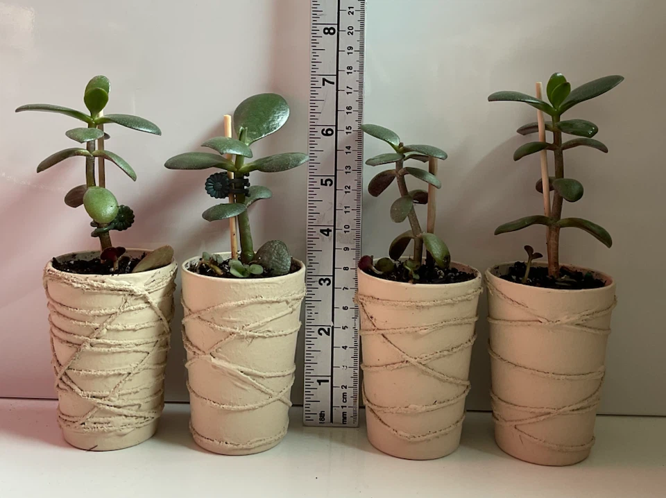 Potted Jade Plants - photo 2
