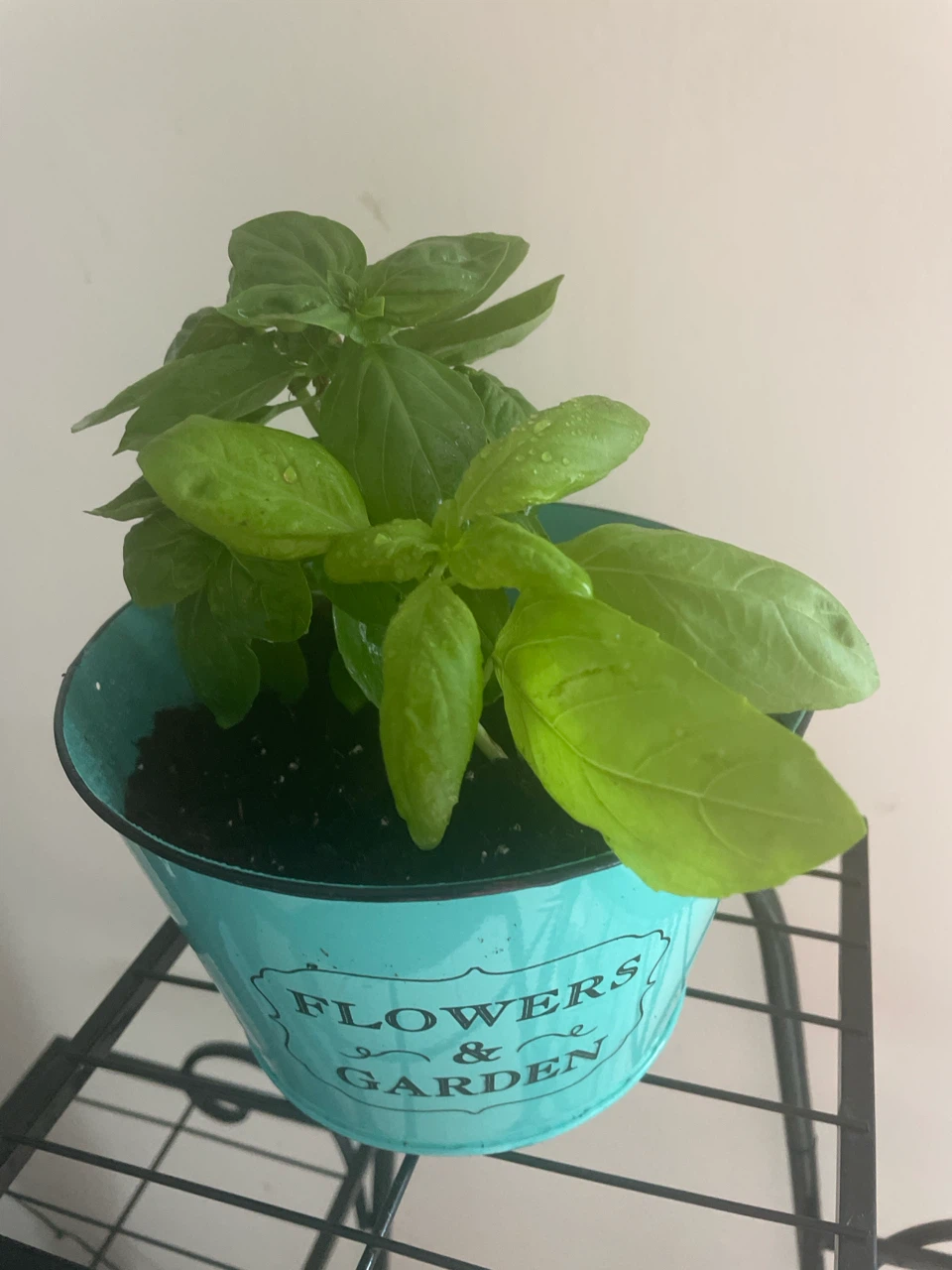 Basil Plant in Decorative Pot