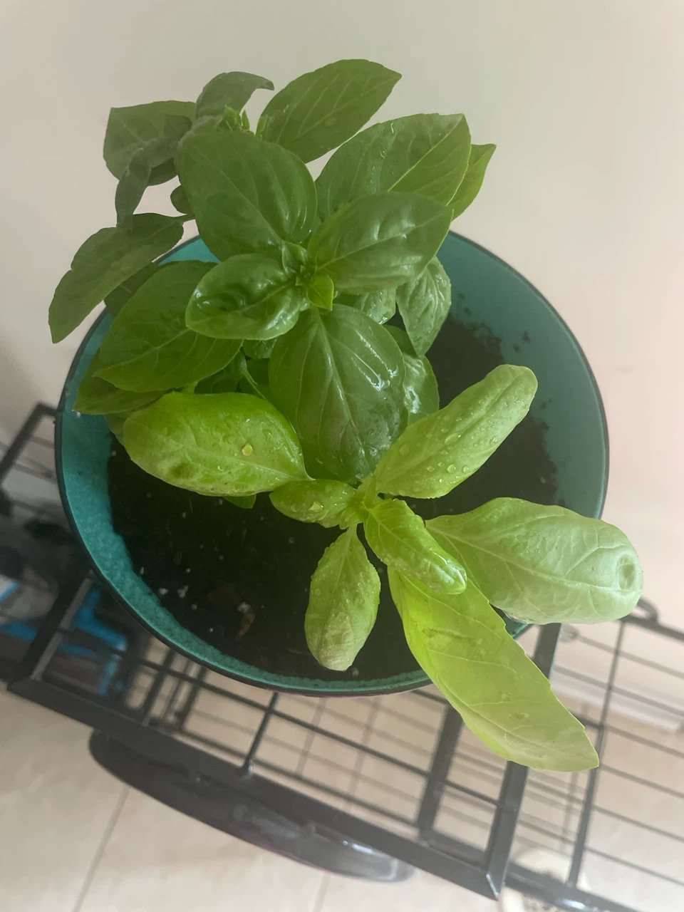 Basil Plant in Decorative Pot - photo 2