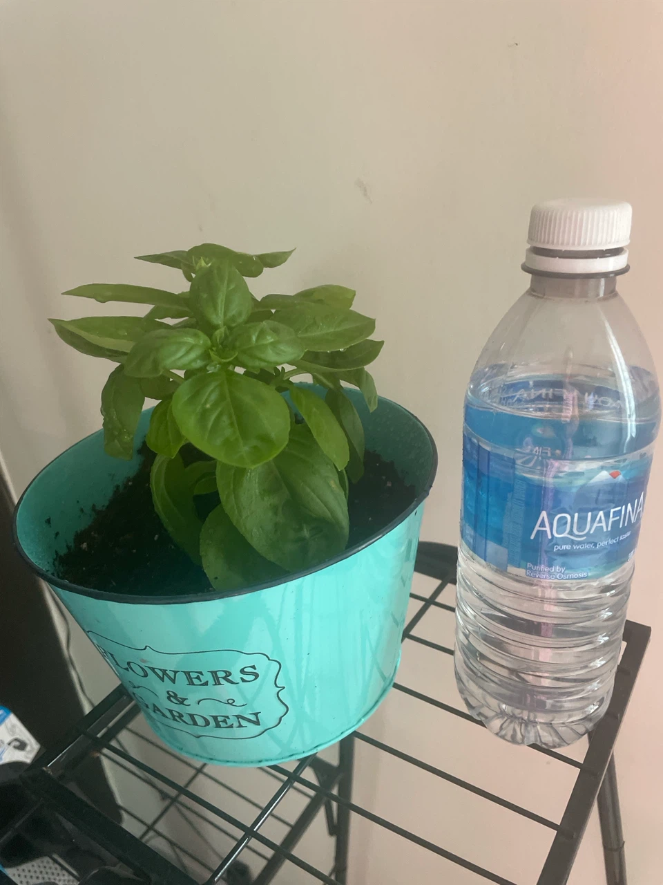 Basil Plant in Decorative Pot - photo 3