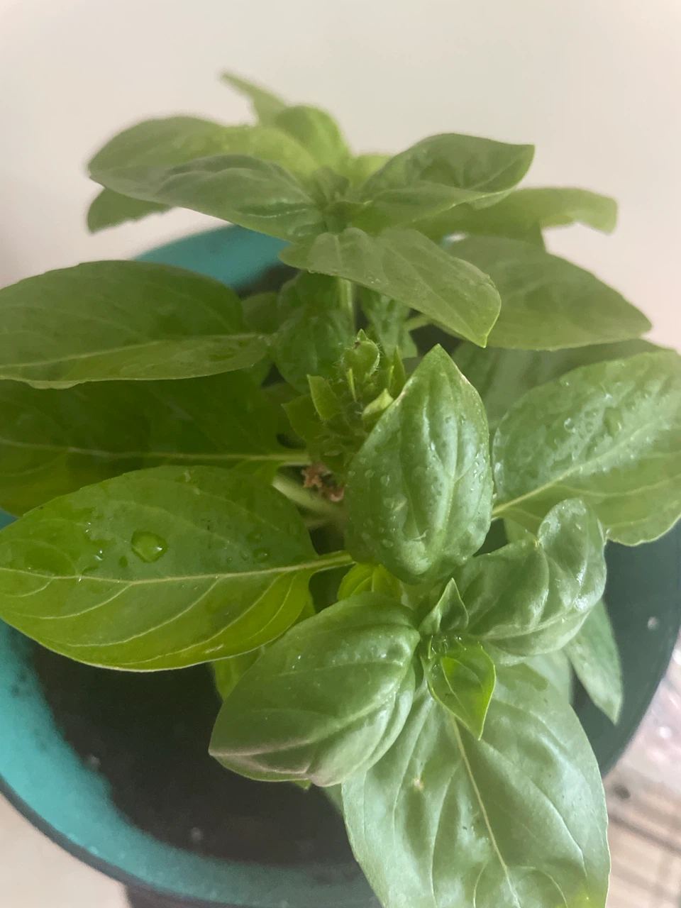 Basil Plant in Decorative Pot - photo 4