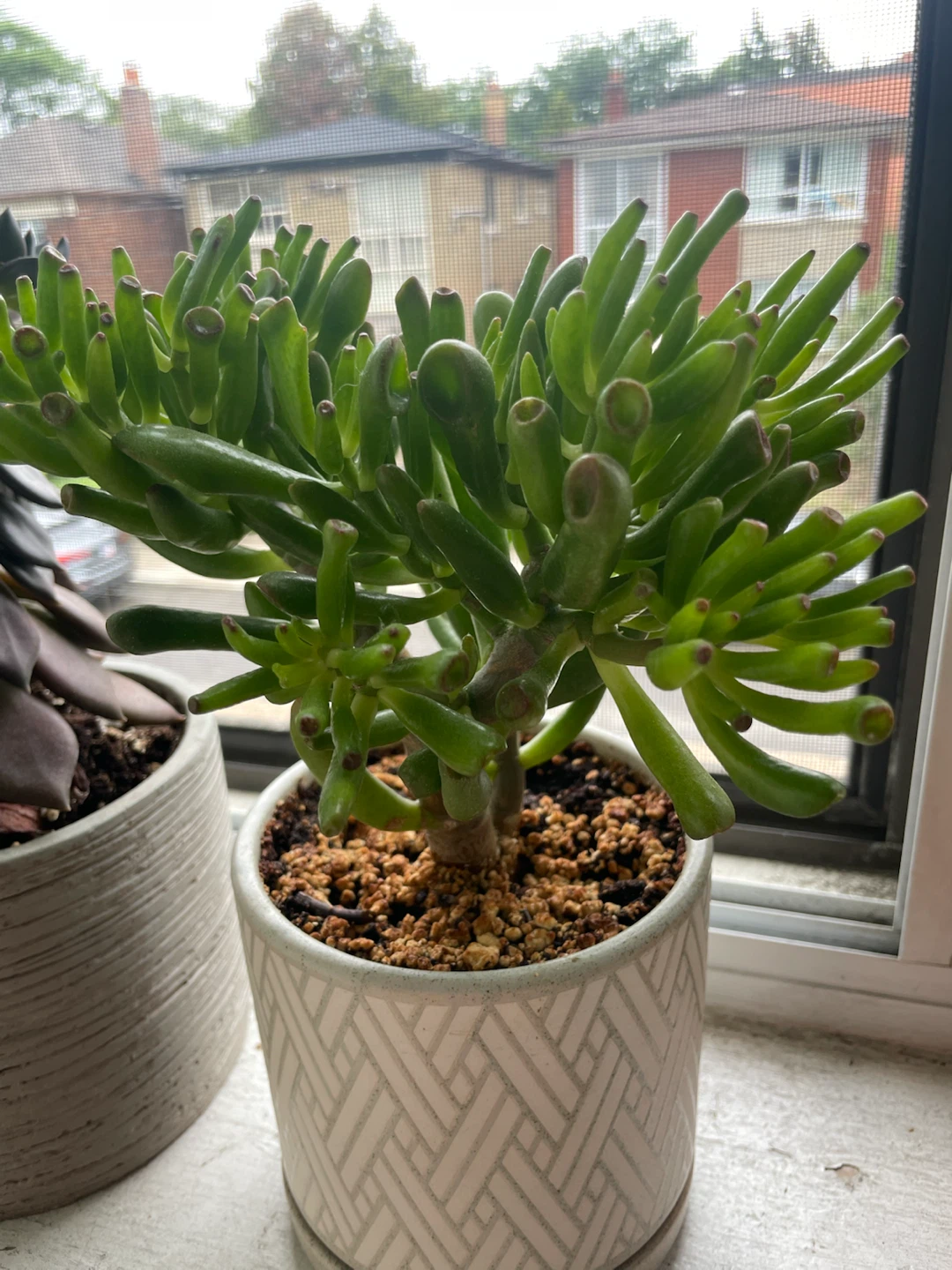 Crassula ovata 'Gollum' Succulent Plant