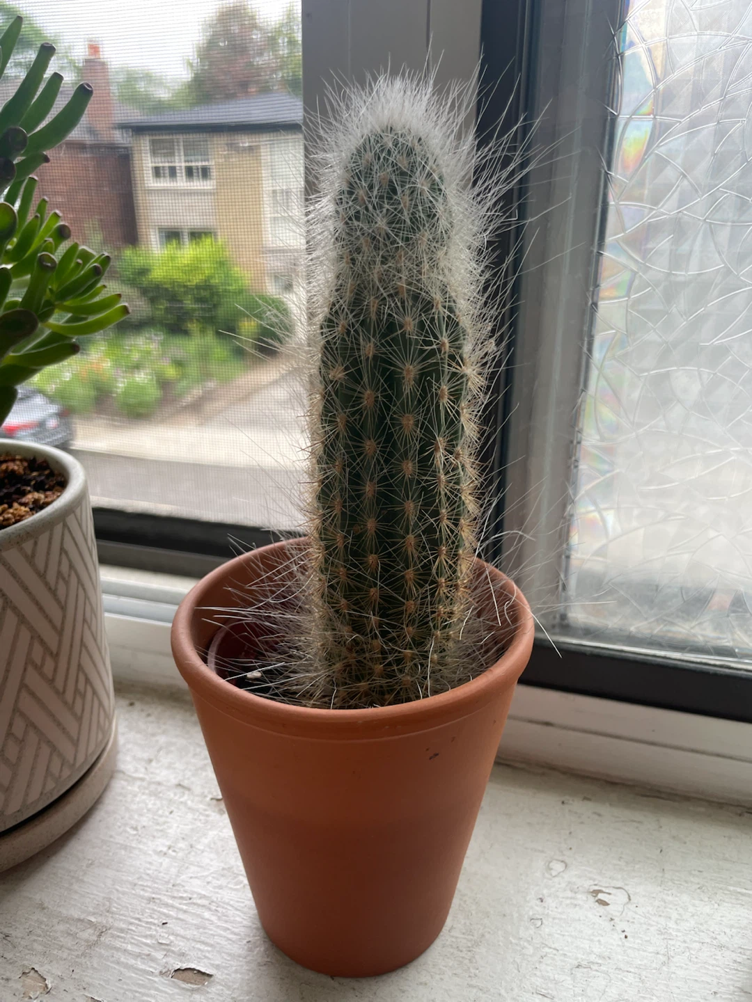 Old Lady Cactus in Terracotta Pot
