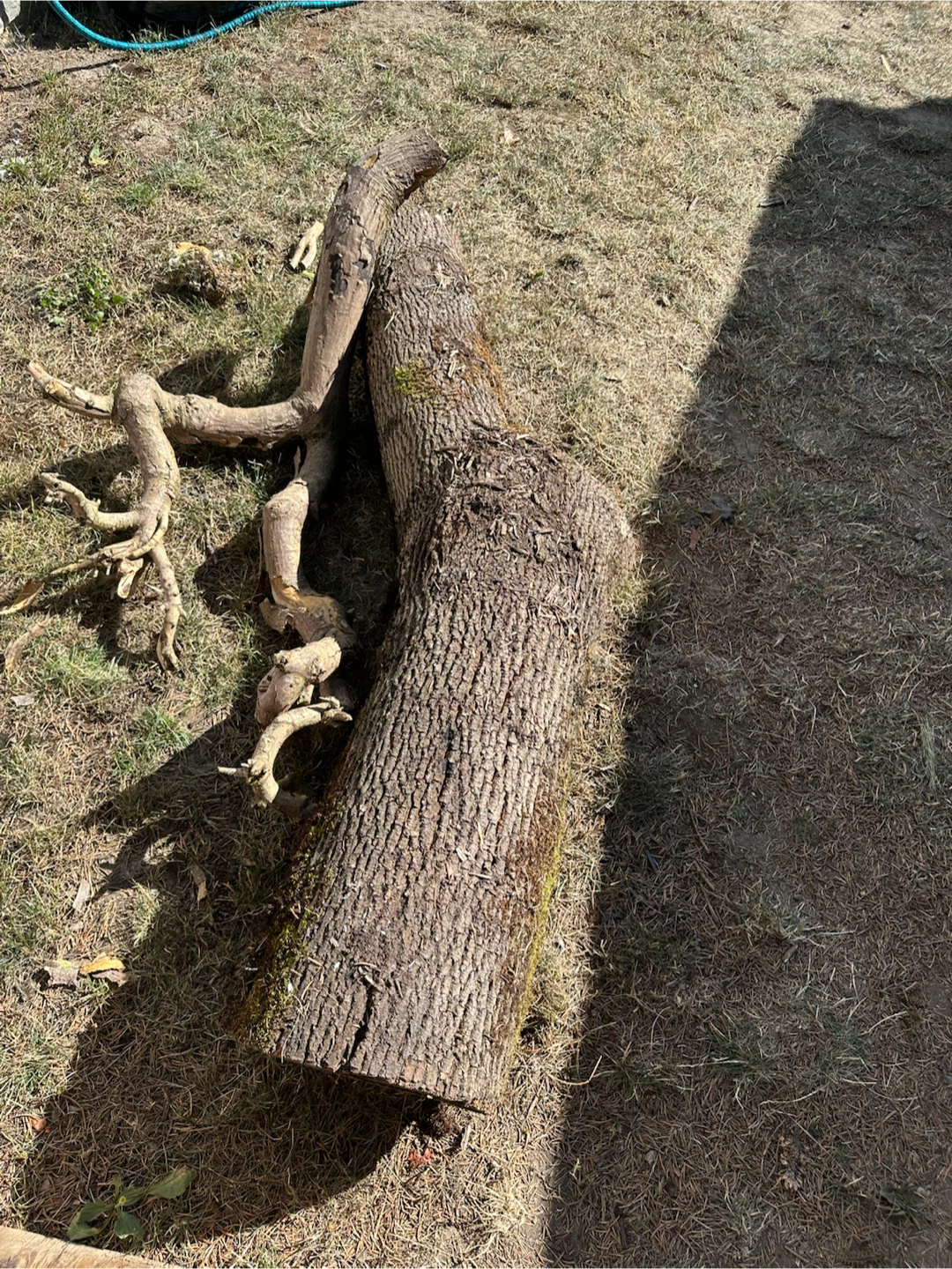 Free firewood