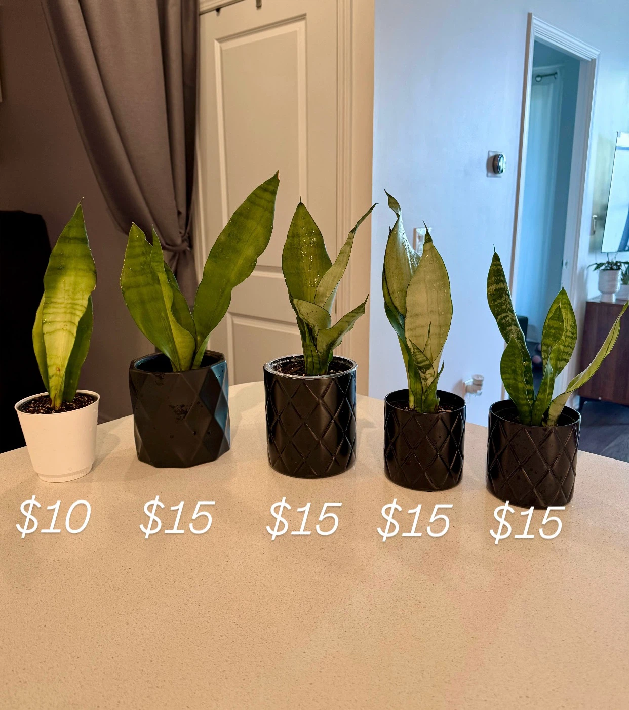 MOONSHINE Snake Plant in Pot