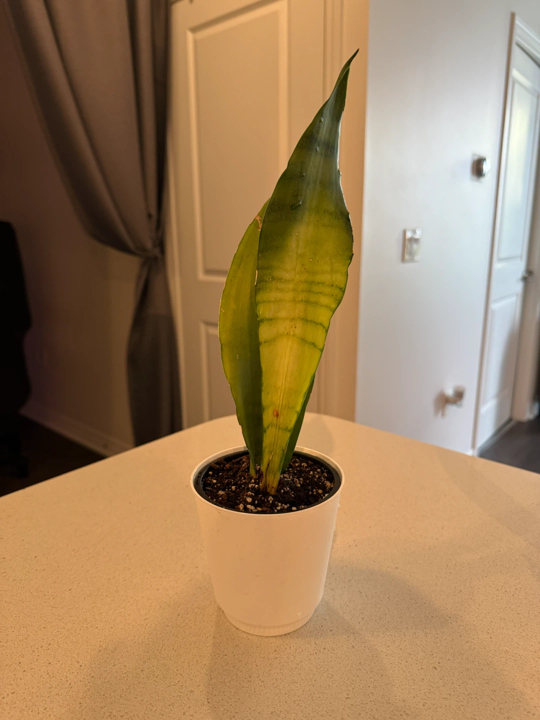 MOONSHINE Snake Plant in Pot - photo 2