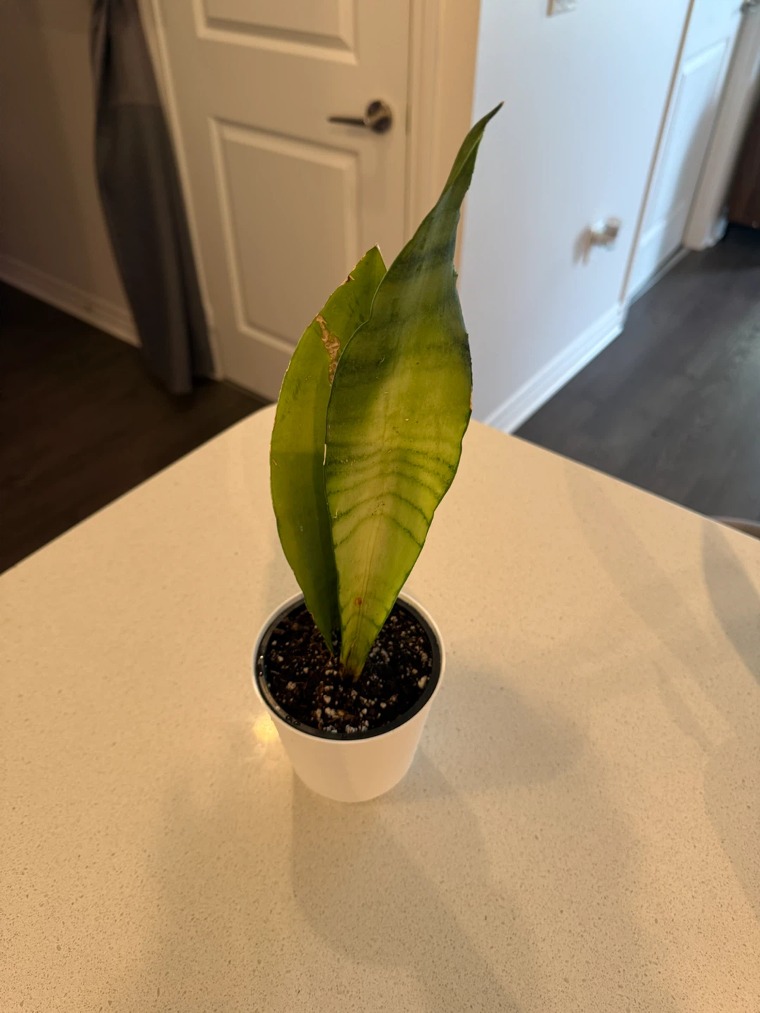 MOONSHINE Snake Plant in Pot - photo 3
