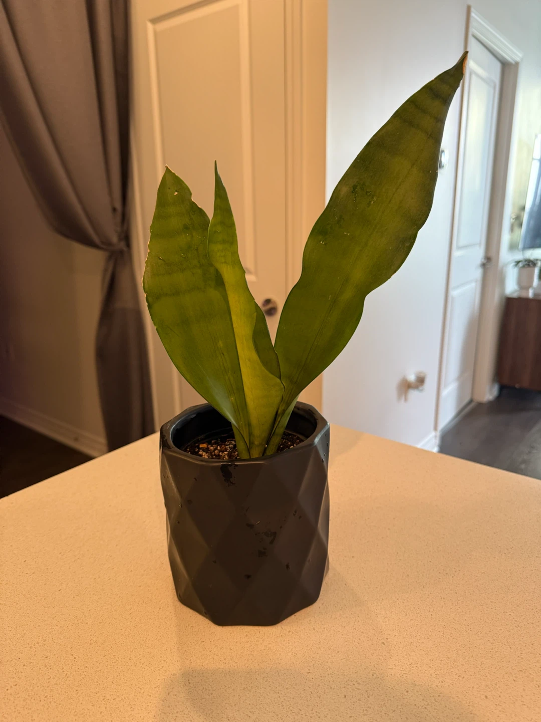 MOONSHINE Snake Plant in Pot - photo 4