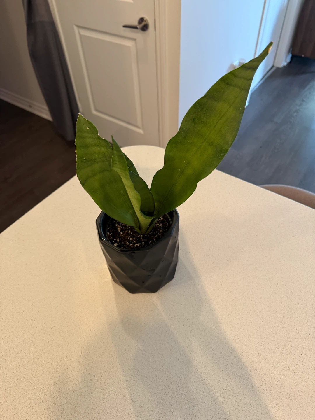 MOONSHINE Snake Plant in Pot - photo 5