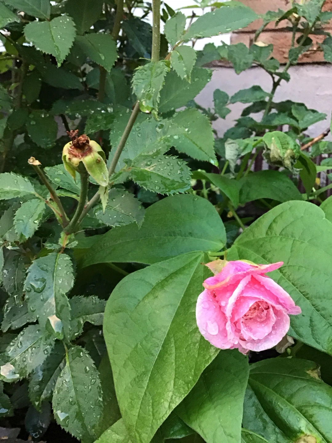 Assorted Rose Bushes - photo 2