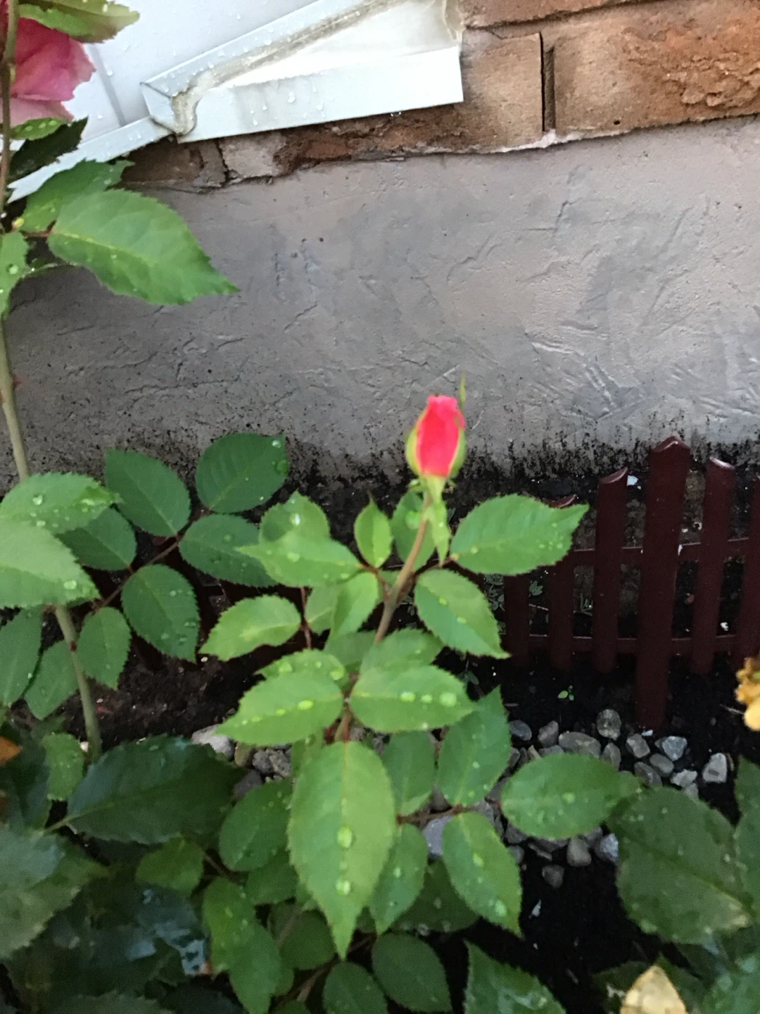 Assorted Rose Bushes - photo 3