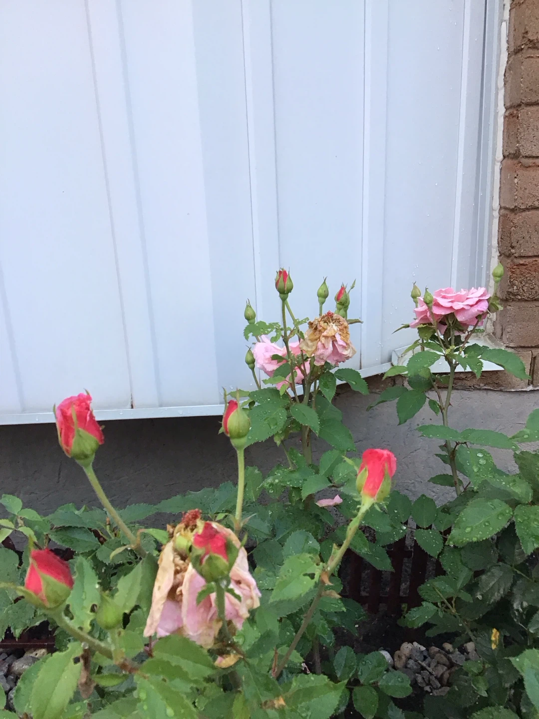 Assorted Rose Bushes - photo 4