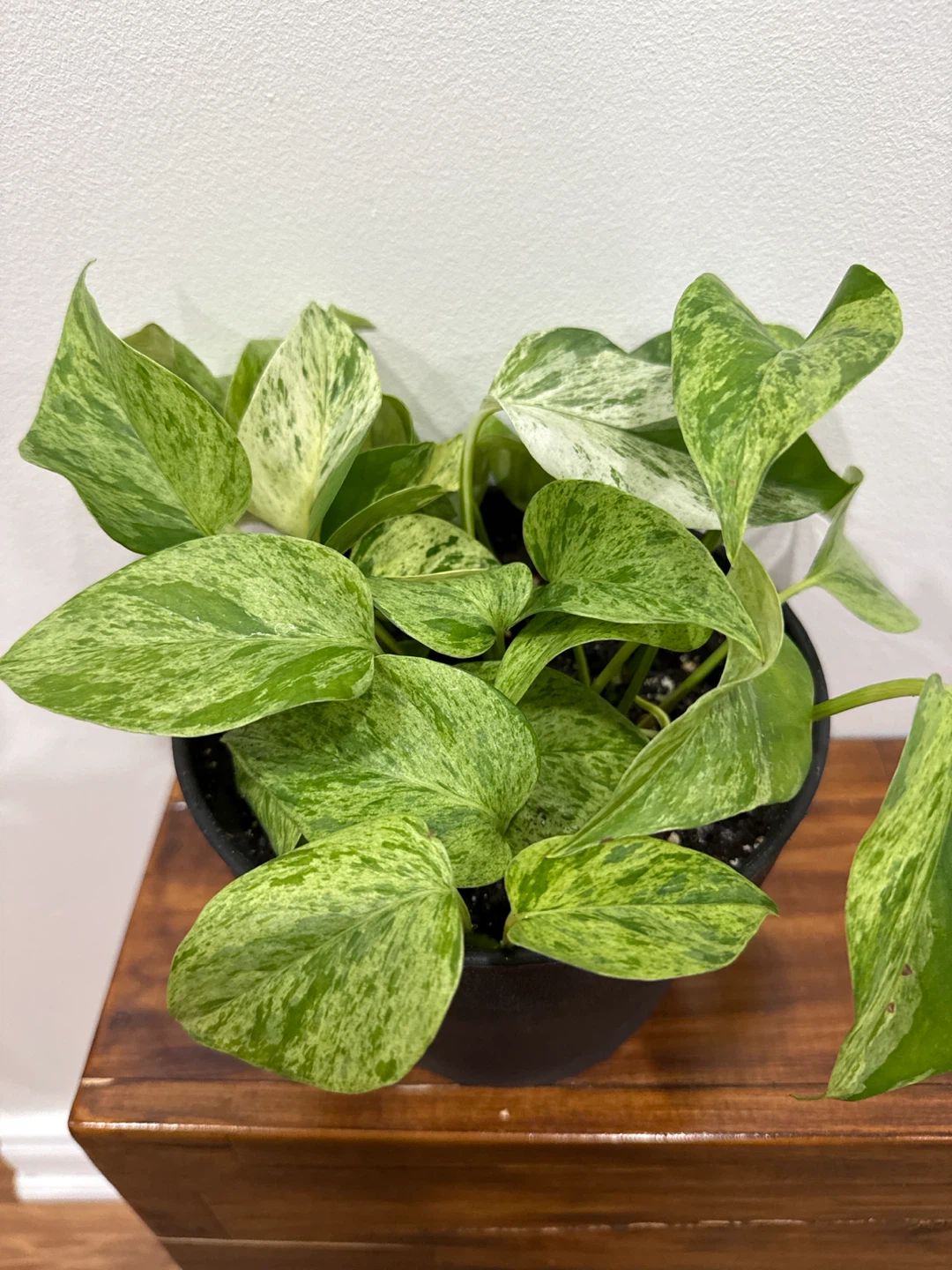 Marble Queen Pothos Plant