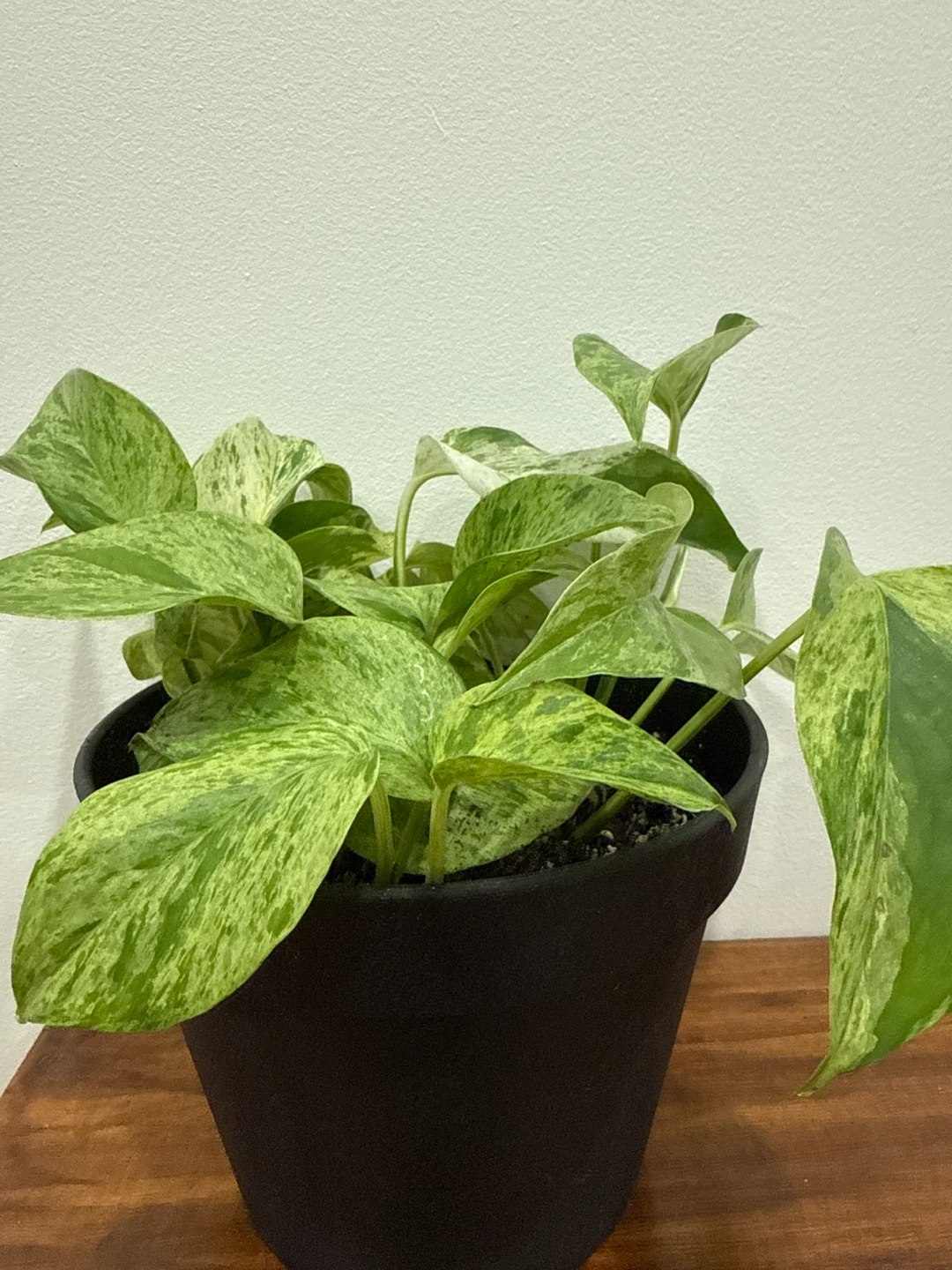 Marble Queen Pothos Plant - photo 2
