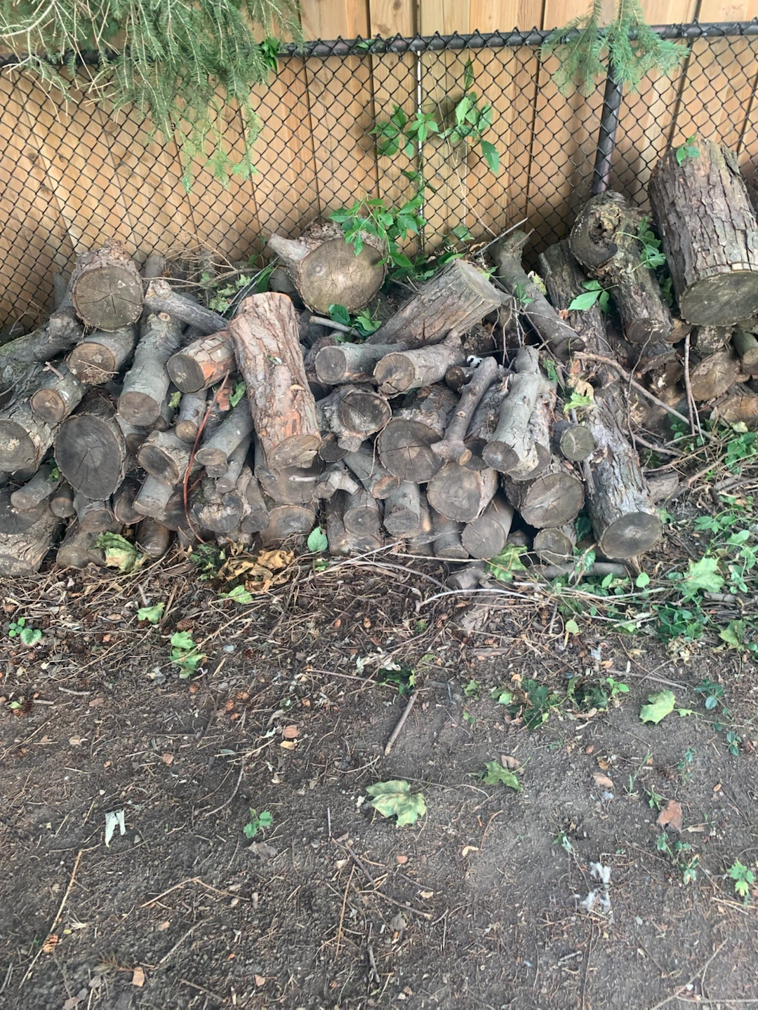 Free Firewood - photo 3