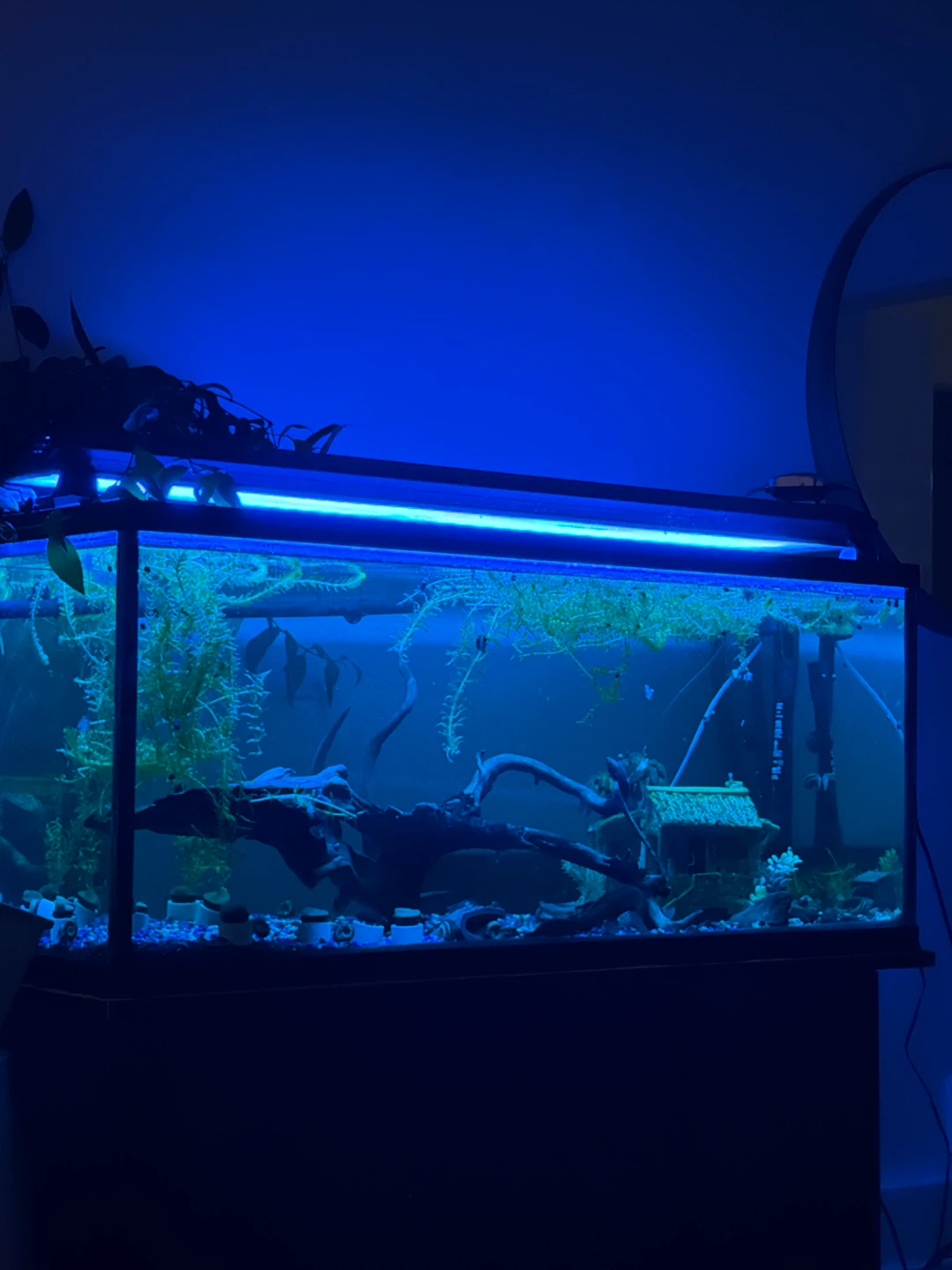 Aquarium