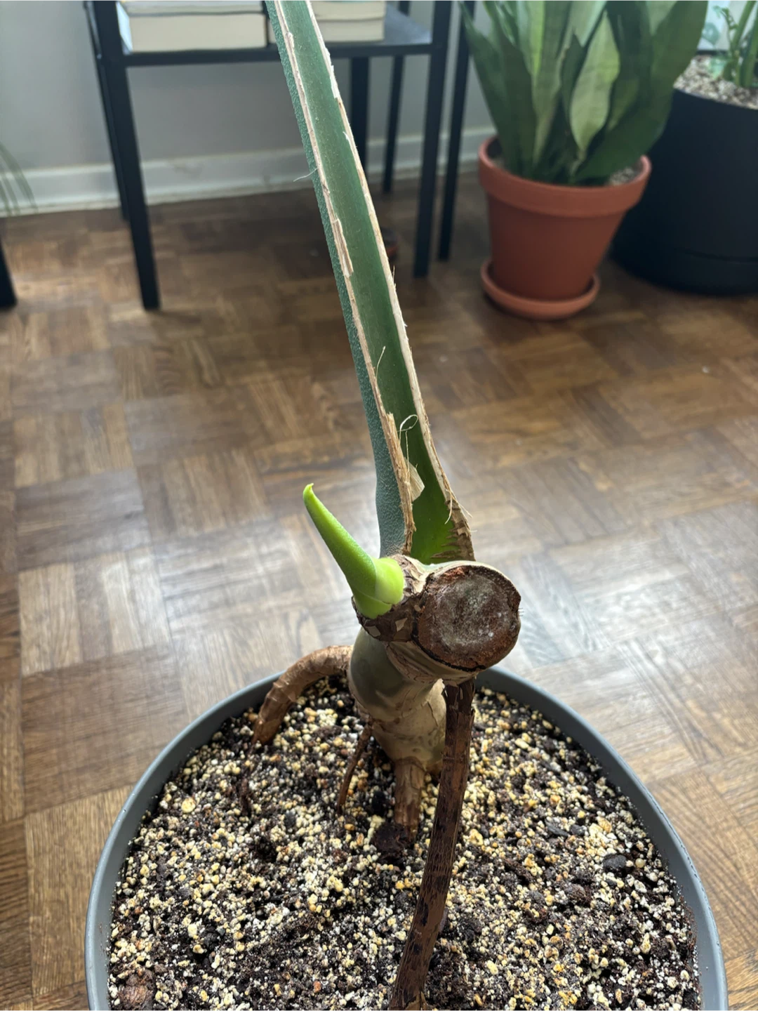 Monstera Deliciosa - photo 2