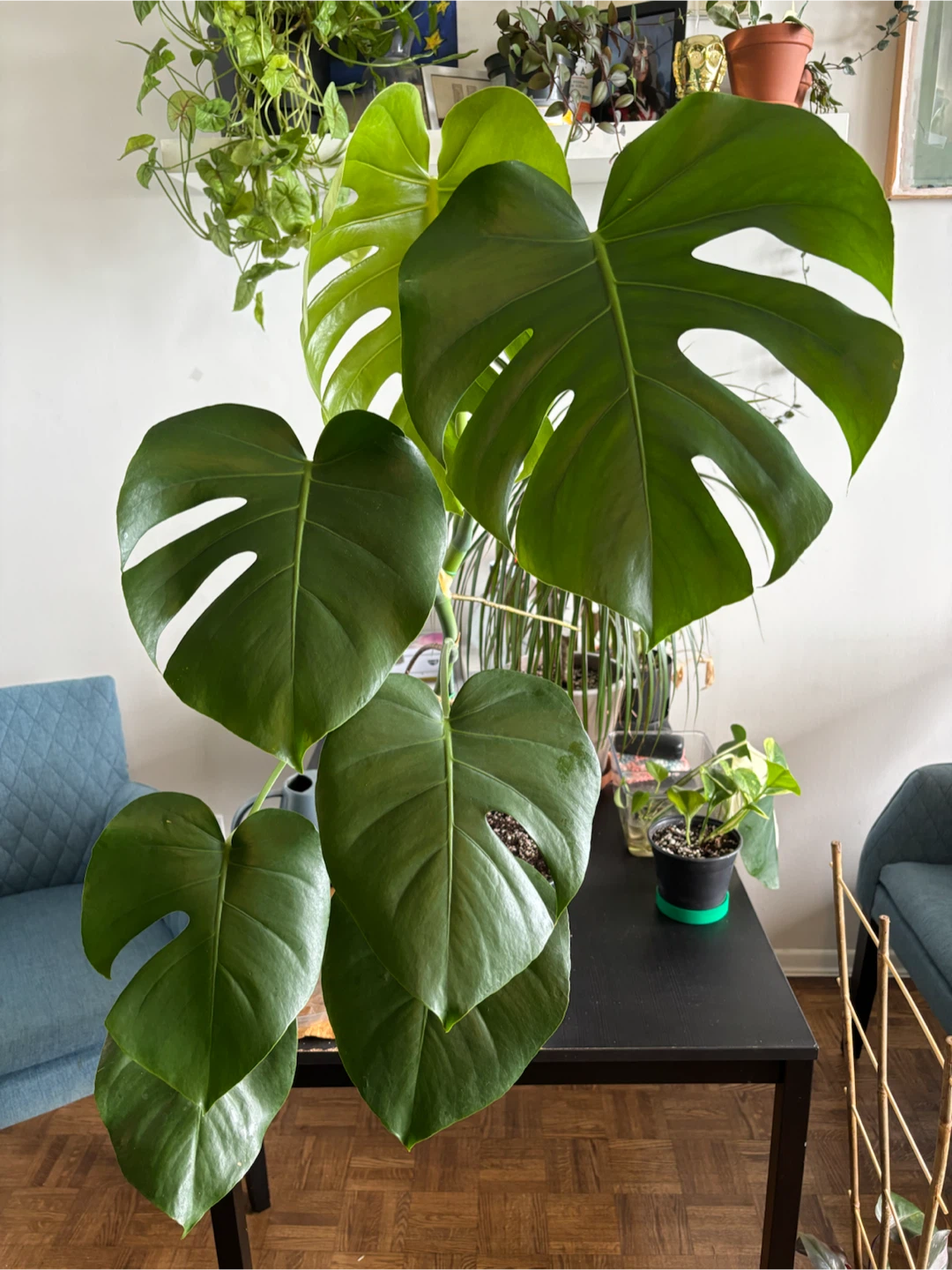 Monstera Deliciosa