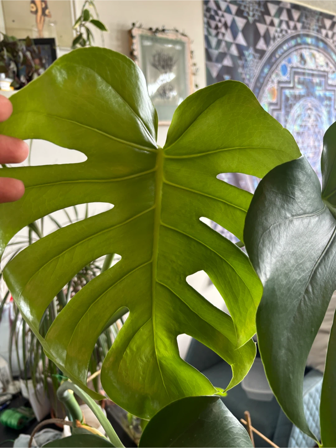 Monstera Deliciosa - photo 2