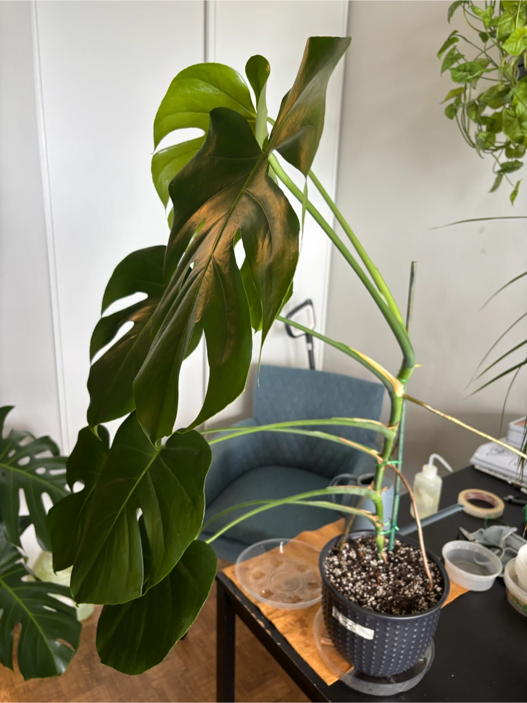 Monstera Deliciosa - photo 3