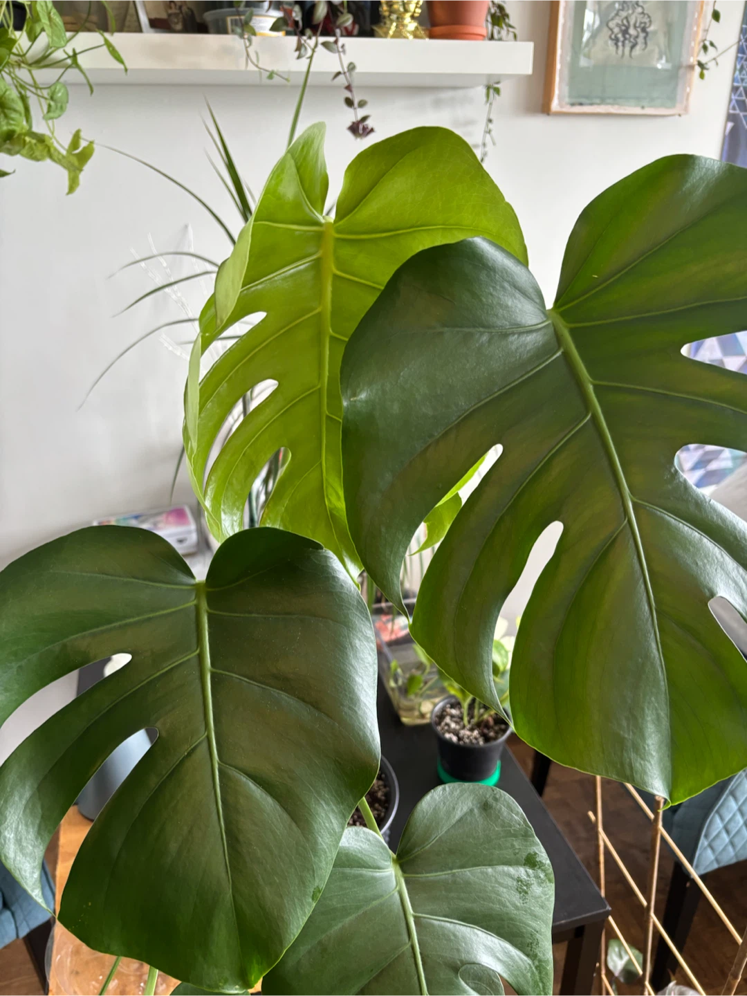 Monstera Deliciosa - photo 4