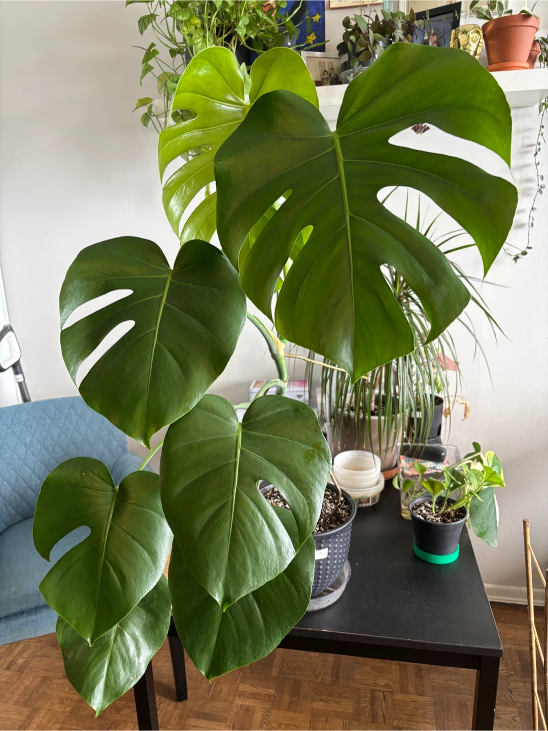 Monstera Deliciosa - photo 5