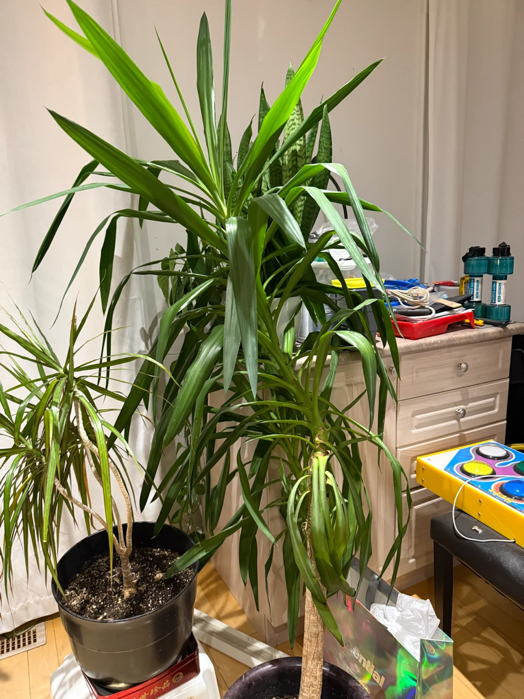 Peace Lily Plant in Brown Pot