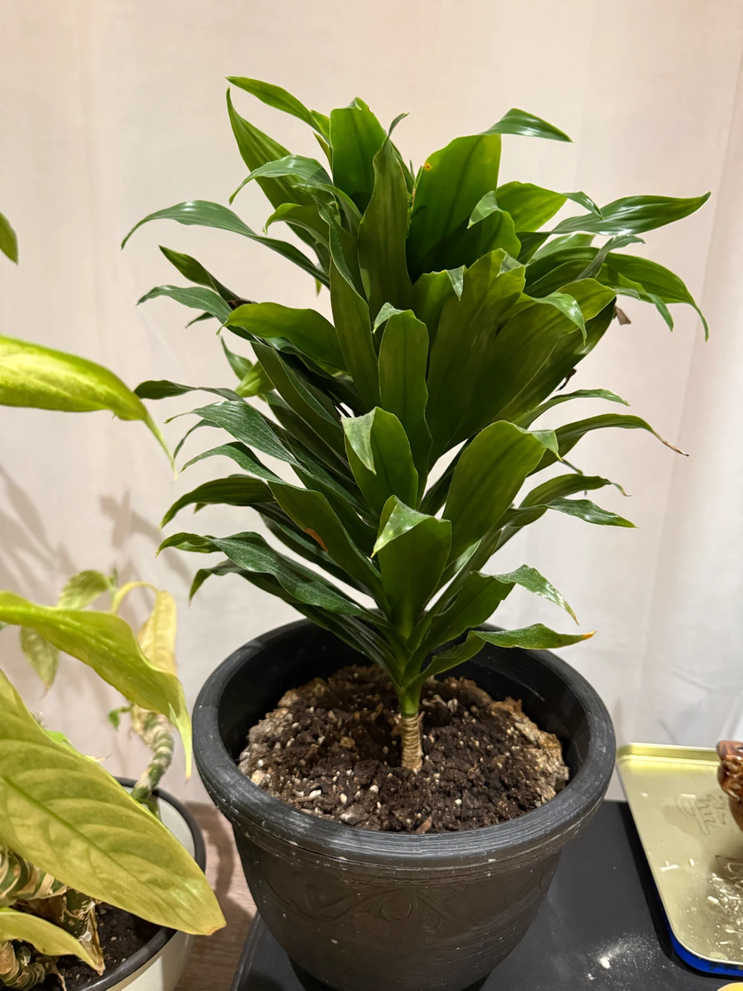 Peace Lily Plant in Brown Pot - photo 2
