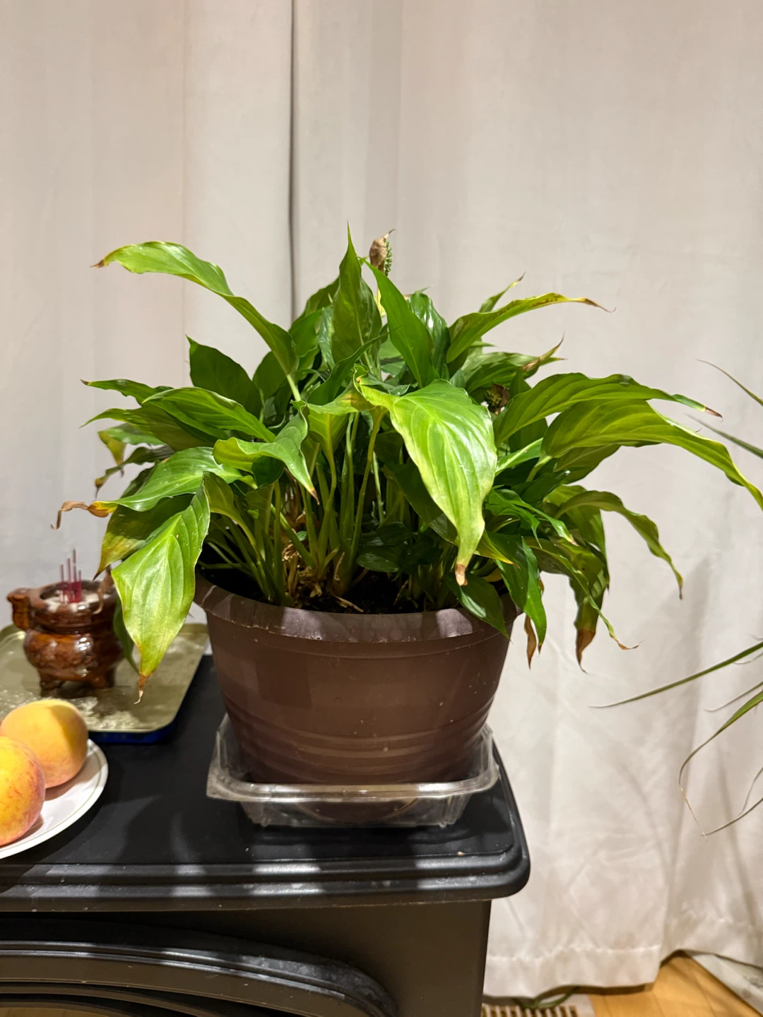Peace Lily Plant in Brown Pot - photo 3