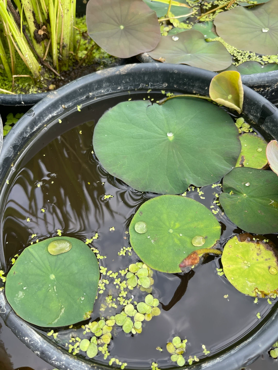 Lotus Plants in Container