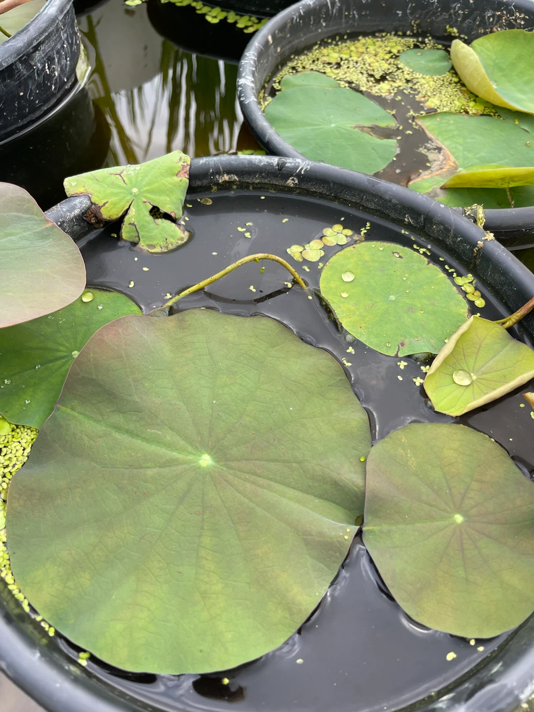 Lotus Plants in Container - photo 2