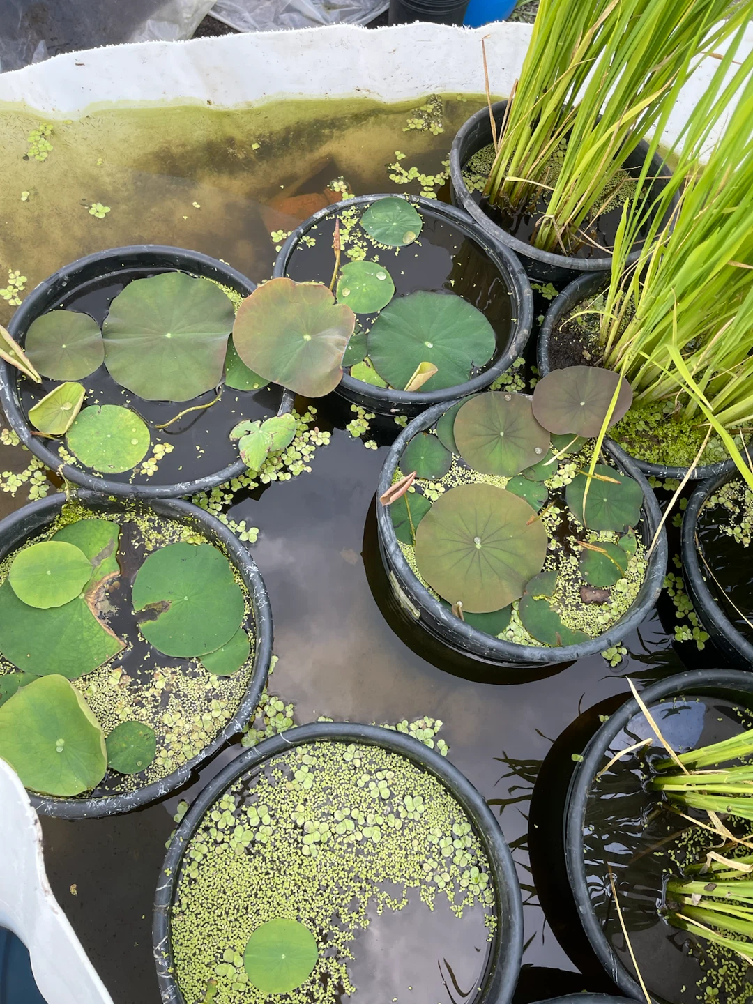 Lotus Plants in Container - photo 3