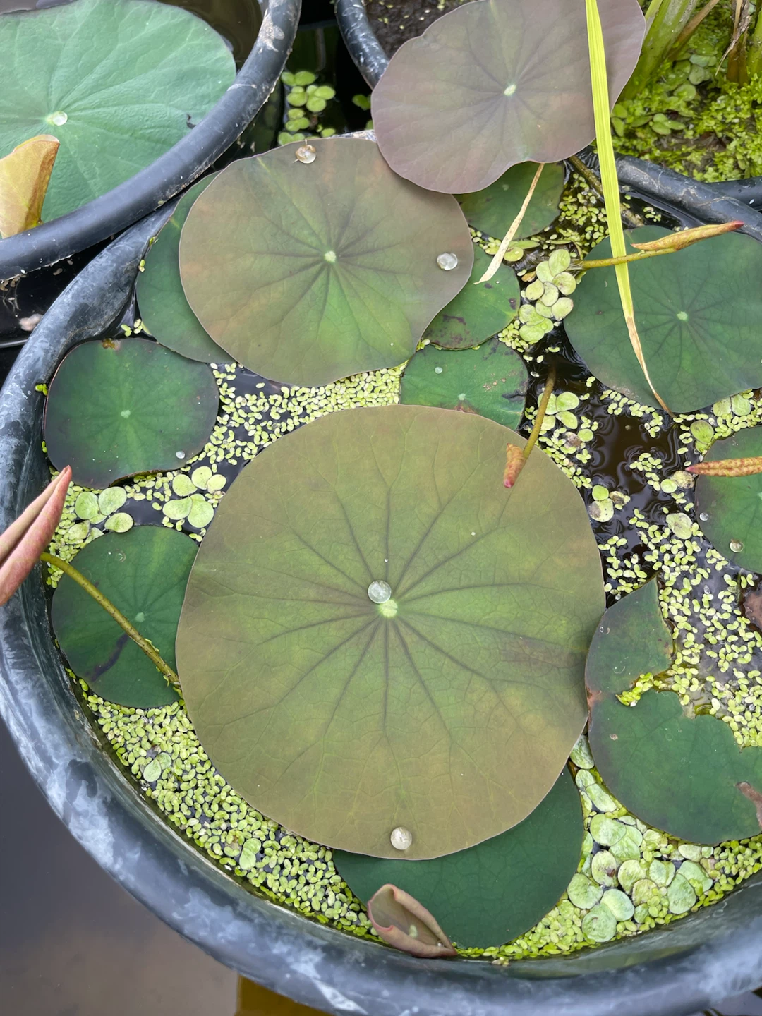 Lotus Plants in Container - photo 4