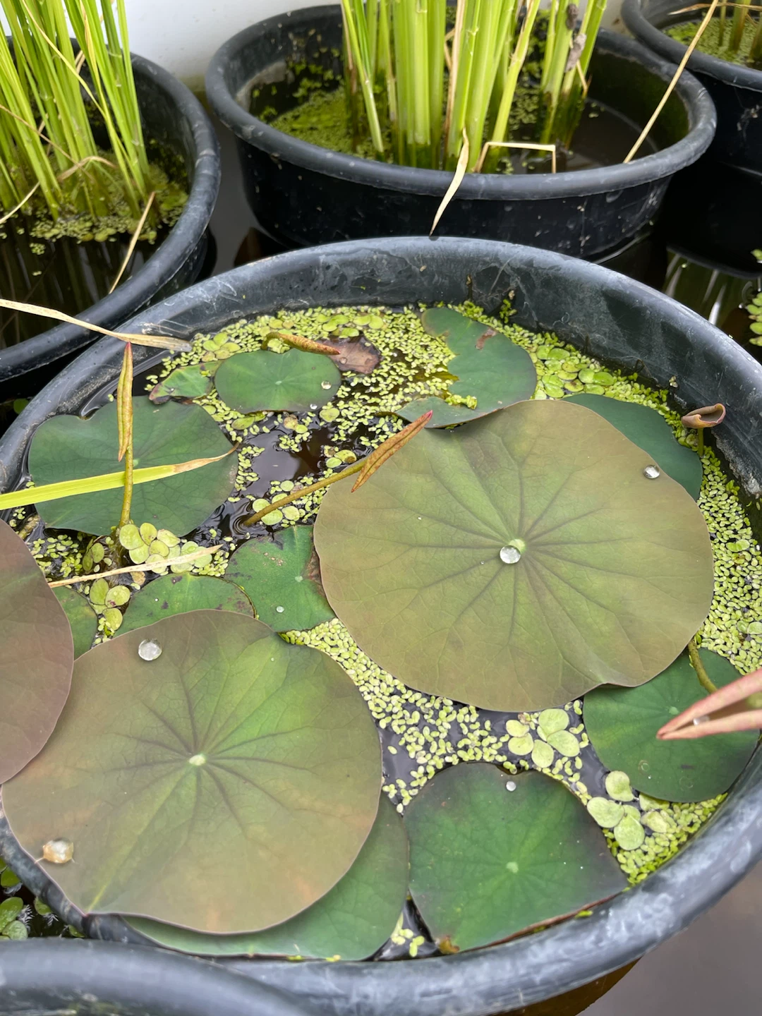 Lotus Plants in Container - photo 5