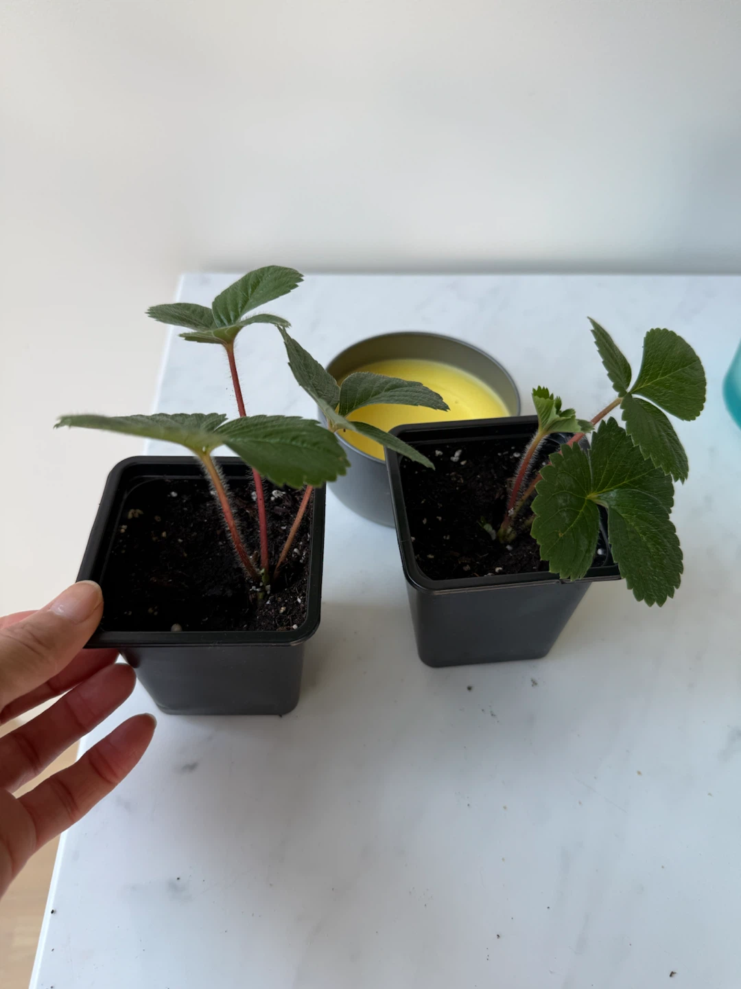 Strawberry Plants - Healthy and Fruiting $2