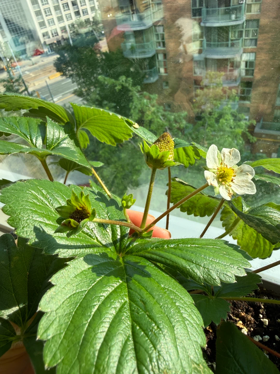 Strawberry Plants - Healthy and Fruiting $2 - photo 2