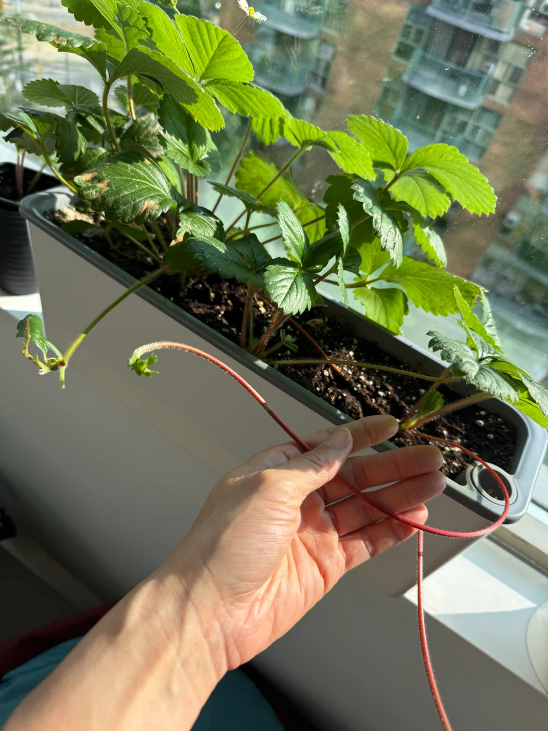 Strawberry Plants - Healthy and Fruiting $2 - photo 3