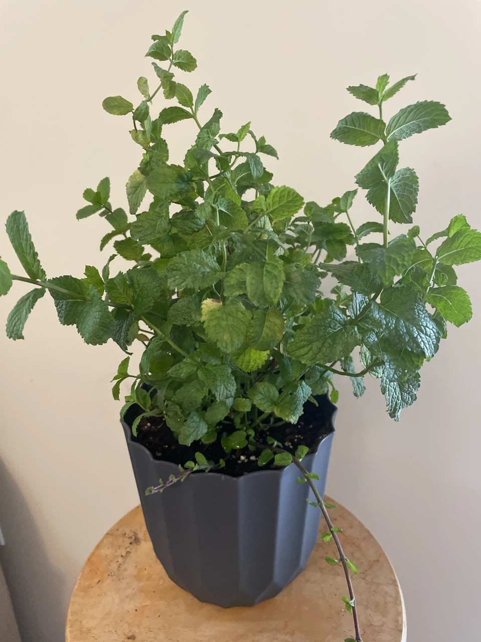 Potted Mint Plant