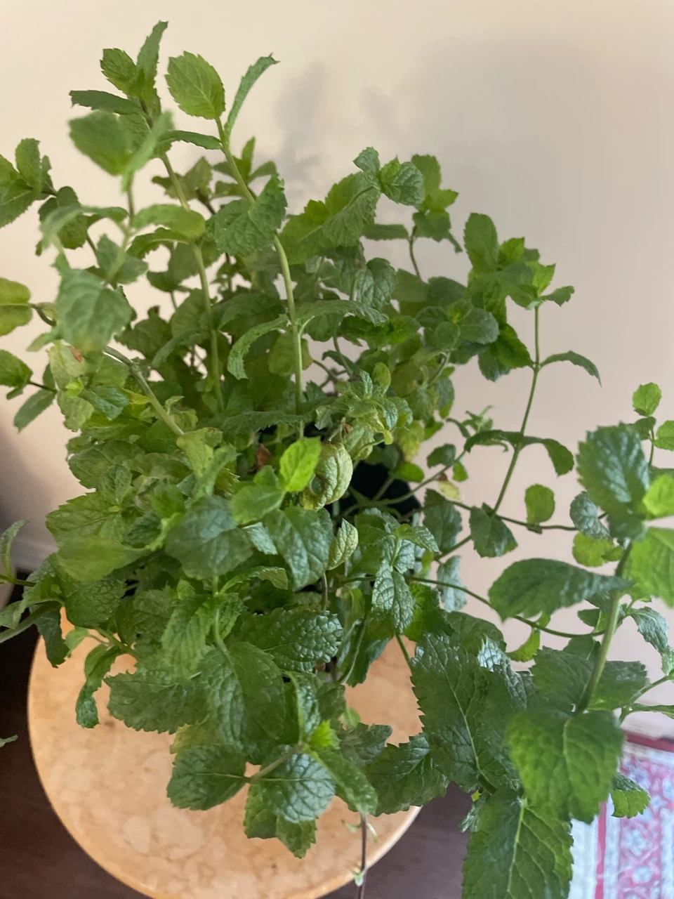 Potted Mint Plant - photo 2
