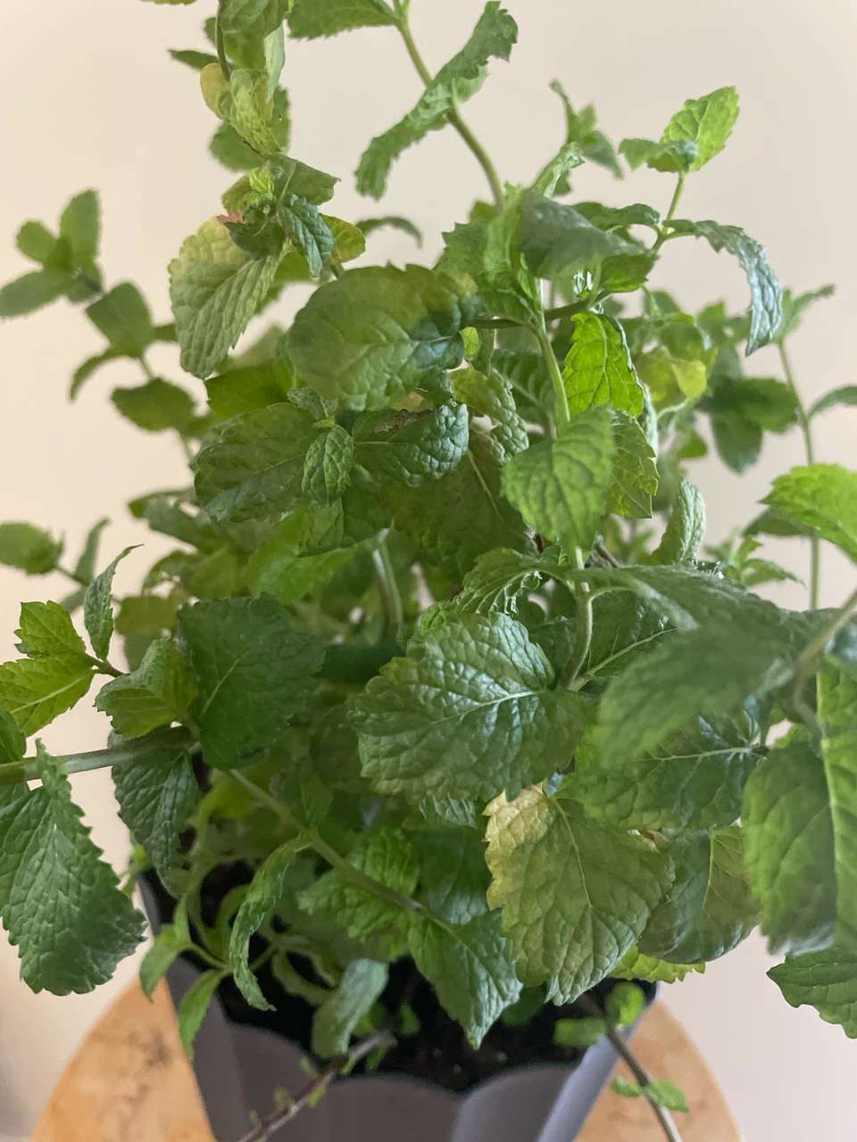 Potted Mint Plant - photo 3
