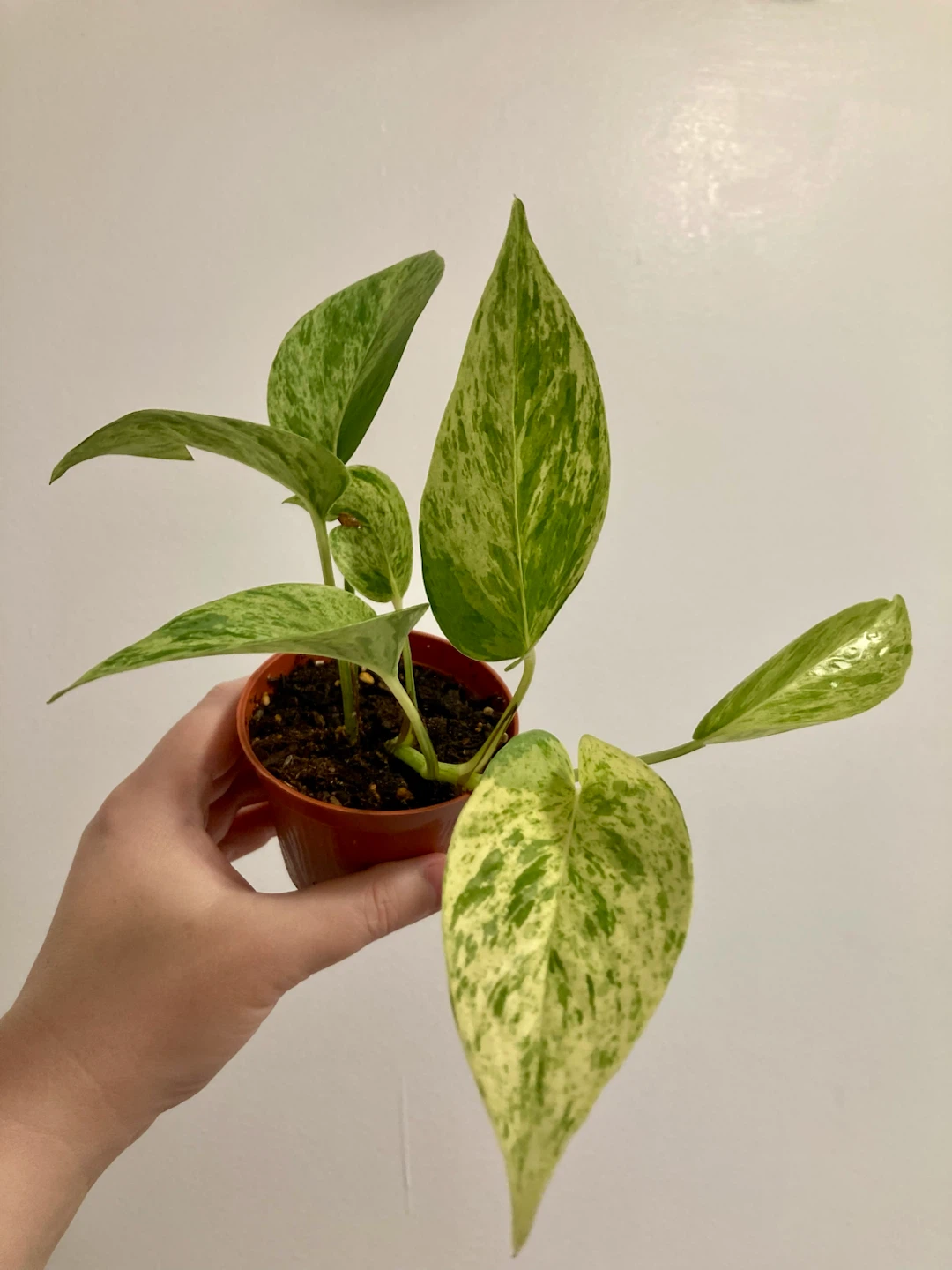 Marble Queen Pothos